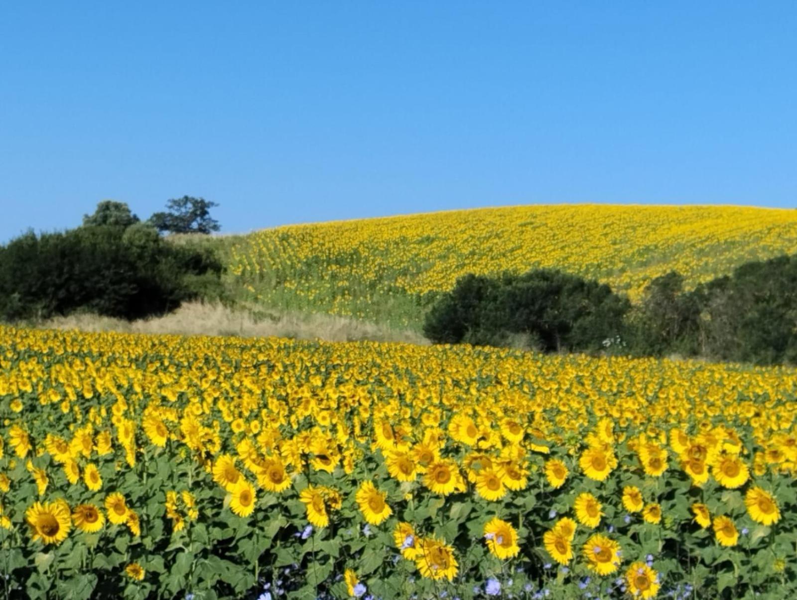 Agriturismo Da Remo Magliano in Toscana Extérieur photo