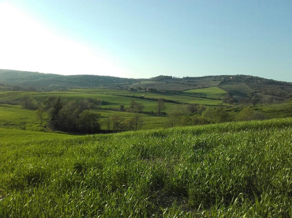 Agriturismo Da Remo Magliano in Toscana Extérieur photo